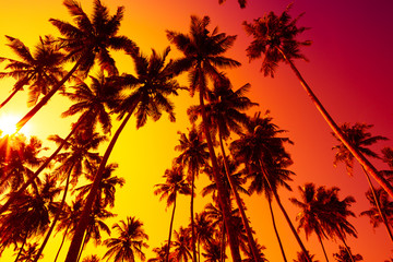 Naklejka na ściany i meble Tropical beach sunset with palm trees silhouettes