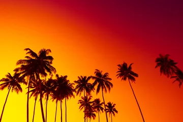 Rideaux tamisants Palmier Tropical beach sunset with coconut palm trees silhouettes and sky as copy space
