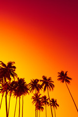 Tropical sunset with palm trees silhouettes and copy space