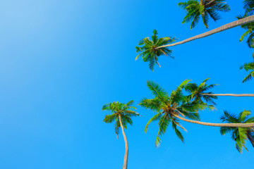 Coconut palms over blue sky with copy space