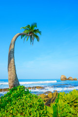 Palm tree hanging over the water on tropical island coast at summer day