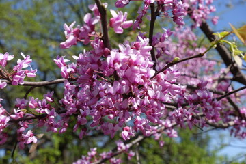 Close up of dense pink flowers of cercis