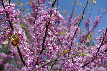 Branches of flowering cercis canadensis against blue sky