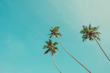 Three tropical palm trees over clear blue sky background vintage color stylized