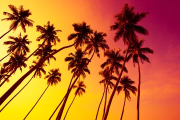 Poster de jardin Palmier Tropical beach sunset with coconut palm trees silhouettes