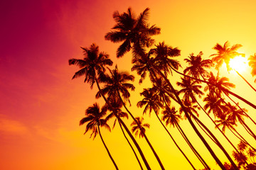 Tropical sunset beach with palm trees silhouettes and shining sun