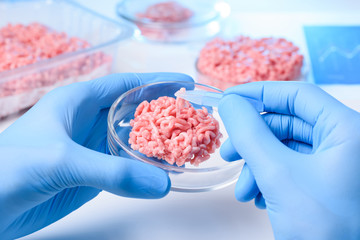 Hands hold raw meat sample in lab petri dish with one piece in tweezers