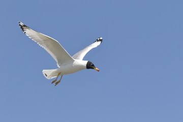 Great Black-headed Gull or Pallas's Gull (Ichthyaetus ichthyaetus) adult in breeding plumage in flight over breeding colony, Black Sea, Romania, April 2016