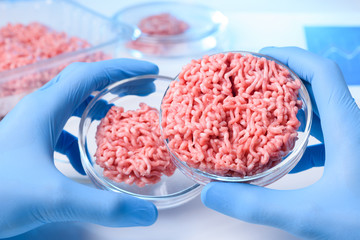Scientist hands in glovers hold and show two samples of raw ground meat in laboratory petri dishes