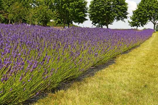 Lavender Farm In Summer In Ontario