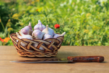 Ripe garlic in a wicker basket and stainless steel knife on wooden board with natural green background