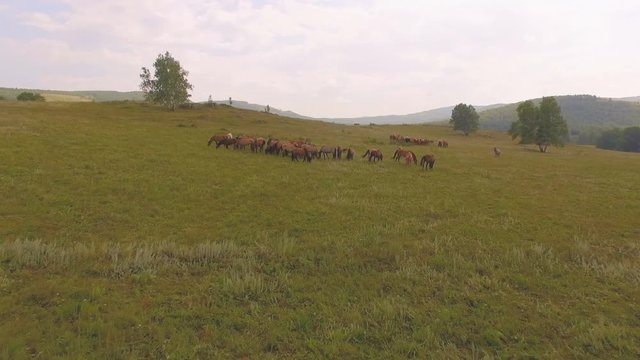 AERIAL: Beautiful panorama of meadows with grazing horses. Opening prespective of smoky mountains on the horizon. Countryside, wild nature, sunny day at summer.