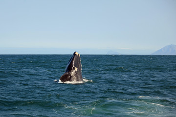 The whale emerges from the water and smiles at the photographer