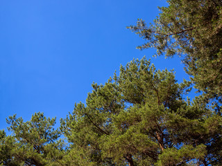 Fototapeta premium Pine wood trees.