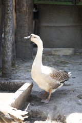 Domestic goose