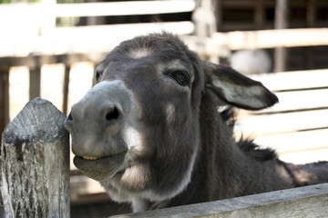 Cute young domestic donkey