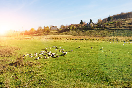 The herd of white adult geese grazing at the countryside on the farm on a green grove