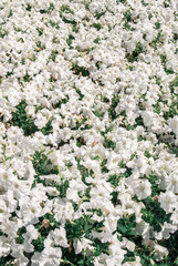 a lot of delicate white flowers