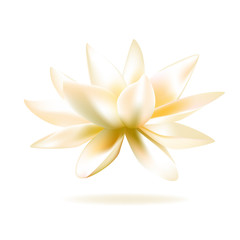 White Lotus. Beautiful floral background. Buddhism. Symbol. Border. SPA-center. Eastern philosophy. India. Water lily. Health. Cosmetics.