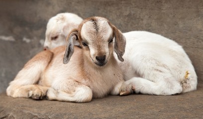 two little goat