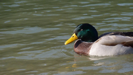 Erpel auf der Isar in München