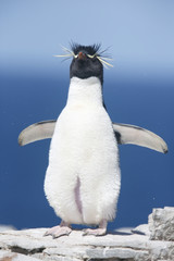 Southern Rockhopper Penguin (Eudyptes chrysocome), adult bird in breeding colony standing upright on edge of cliff, Sealion Island, Falkland Islands, November 2016