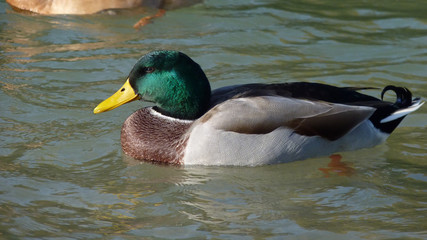 Erpel auf der Isar in München