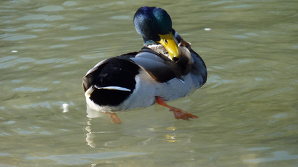 Erpel auf der Isar in München