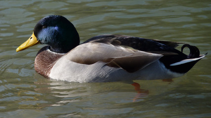 Erpel auf der Isar in München