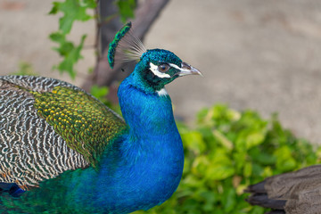 Peacock neck close up