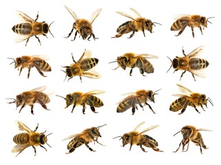 group of bee or honeybee on white background, honey bees