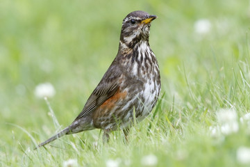 Redwing (Turdus iliacus) adult standing on short vegetation in Akureyri, Iceland, August 2016