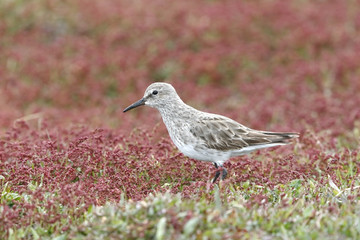 White-rumped Sandpiper (Calidris fuscicollis) adult in winter plumage standing on short vegetation,...