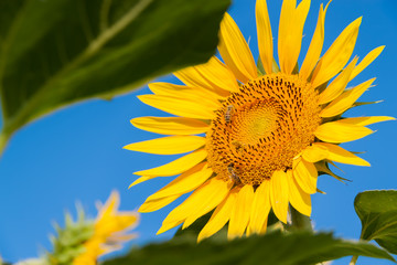 Honeybees harvesting pollen from blooming sunflower in warm sunny day