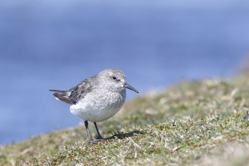 White-rumped Sandpiper (Calidris fuscicollis) adult in winter plumage standing on short vegetation, Sealion Island, Falkland Islands, November 2016