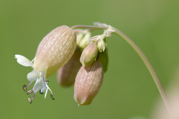 blaassilene in bloei