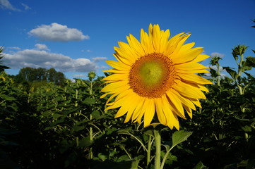 A flower of a sunflower blossoms on a field of sunflowers on a sunny day.