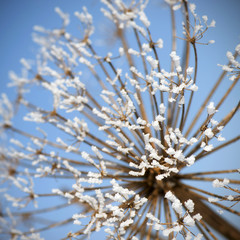 berijpte schermbloem in de winter