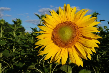 A flower of a sunflower blossoms on a field of sunflowers on a sunny day.