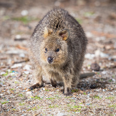 Quokka on Rottnest Island