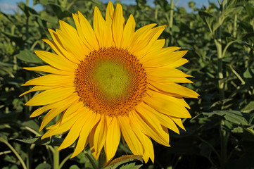 A flower of a sunflower blossoms on a field of sunflowers on a sunny day.