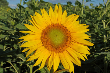 A flower of a sunflower blossoms on a field of sunflowers on a sunny day.