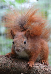 hungriges Eichhörnchen