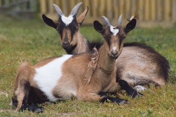 Two goats have rest on green meadow - russian village