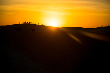 Camels with riders in sunset in desert