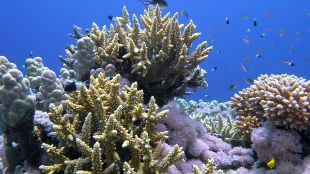 Staghorn coral, Acropora pulchra, with tropical fish underwater in the Red sea