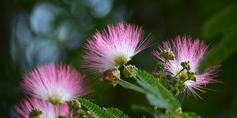Blüten der Seidenakazie