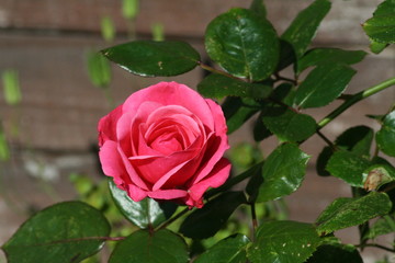 Open Rose Flower