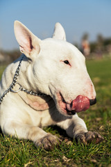 Bull Terrier Dog Park Portrait