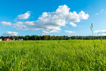 Green grass and white clouds